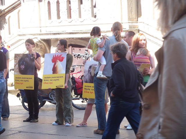 animalsi 22 lipca_12