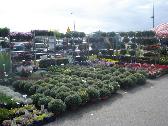 jesien w ogrodzie 2012_24