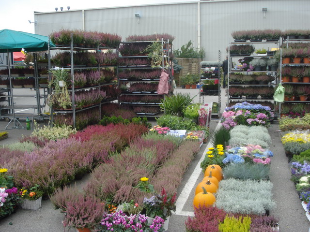 jesien w ogrodzie 2013_23