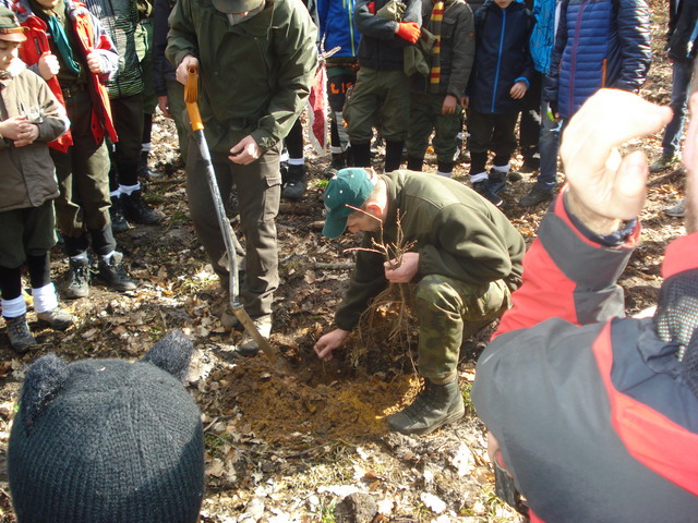 sadzenie drzewek 2015_08