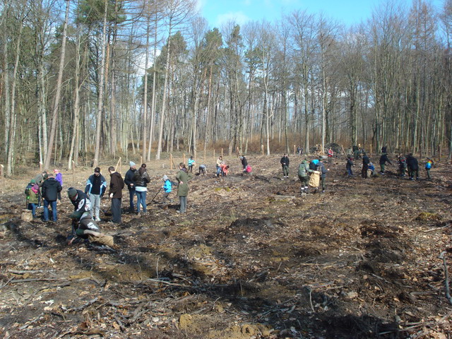 sadzenie drzewek 2015_61