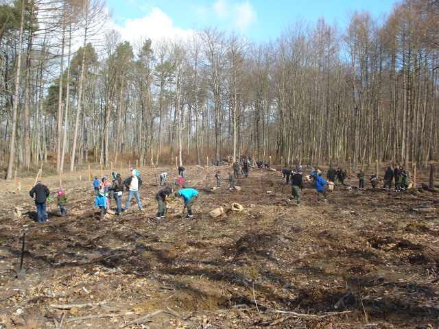 sadzenie drzewek 2015_62