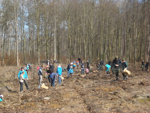 sadzenie drzewek 2015_65