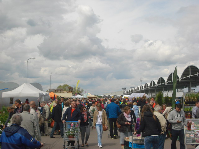 wiosna w ogrodzie 2015_59