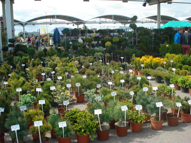 wiosna w ogrodzie 2015_79