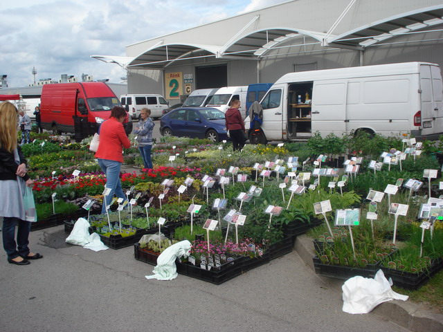 wiosna w ogrodzie 2015_105