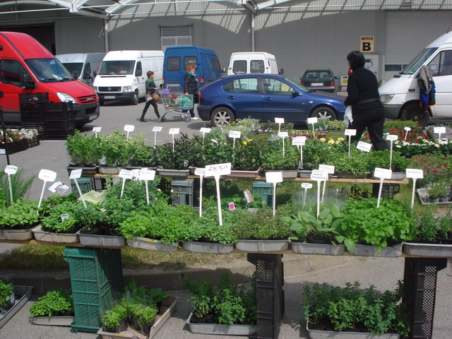 wiosna w ogrodzie 2015_106