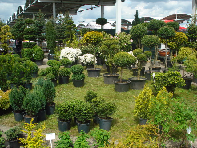 wiosna w ogrodzie 2015_172