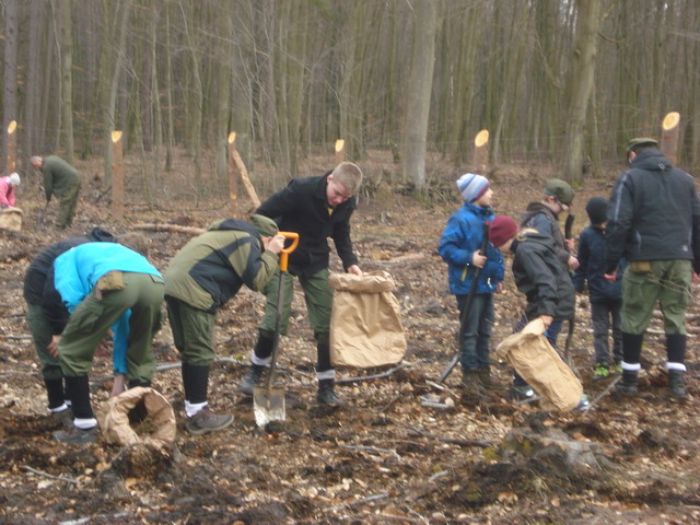 sadzenie drzewek 2015_34