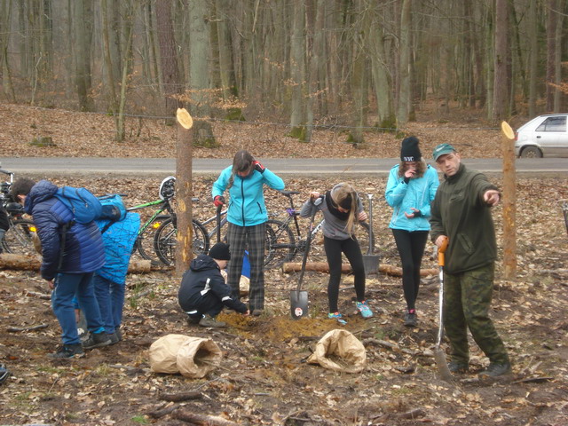 sadzenie drzewek 2015_36