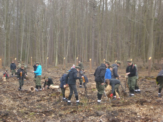 sadzenie drzewek 2015_41