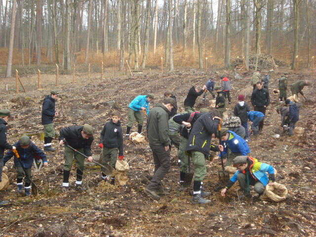 sadzenie drzewek 2015_47
