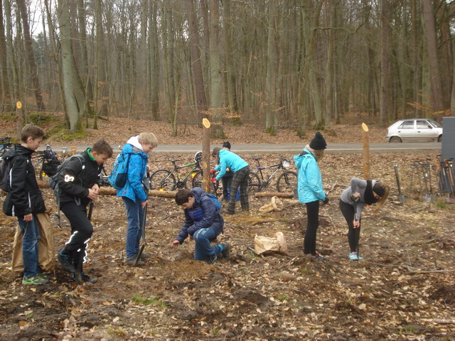 sadzenie drzewek 2015_51