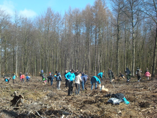 sadzenie drzewek 2015_63