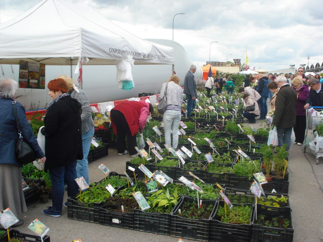 wiosna w ogrodzie 2015_179